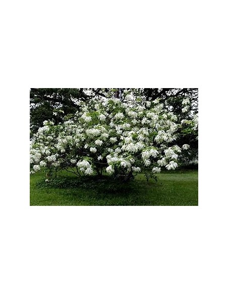Musaenda blanca ( Mussaenda philippica)-1 Plant for Sale in Mexico - Vivero por internet