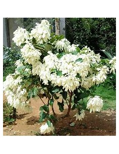 Musaenda blanca ( Mussaenda... 2