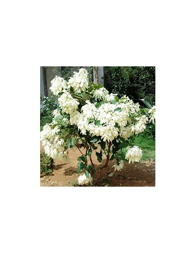 Musaenda blanca ( Mussaenda philippica)-1 Plant...
