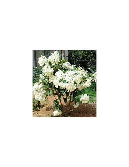 Musaenda blanca ( Mussaenda philippica)-1 Plant for Sale in Mexico - Vivero por internet