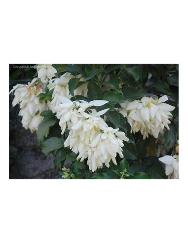 Musaenda blanca ( Mussaenda philippica)-1 Plant...