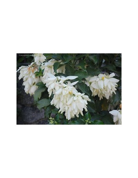 Musaenda blanca ( Mussaenda philippica)-1 Plant for Sale in Mexico - Vivero por internet