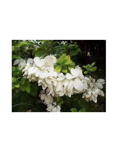 Musaenda blanca ( Mussaenda philippica)-1 Plant...