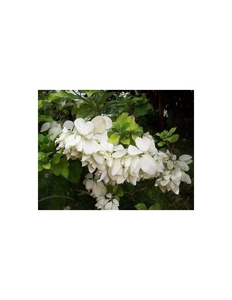 Musaenda blanca ( Mussaenda philippica)-1 Plant for Sale in Mexico - Vivero por internet