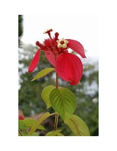 Mussaenda (Mussaenda...