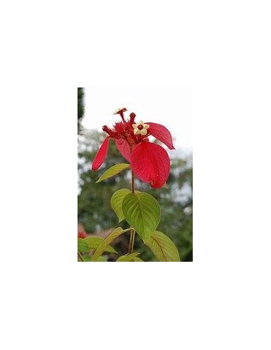 Mussaenda (Mussaenda Erytrophylla) roja-1 Planta en Venta en Mexico - Vivero por internet