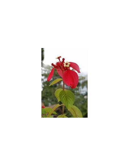 Mussaenda (Mussaenda Erytrophylla) roja-1 Planta en Venta en Mexico - Vivero por internet