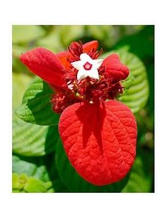 Mussaenda (Mussaenda... 2