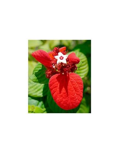 Mussaenda (Mussaenda Erytrophylla) roja-1...
