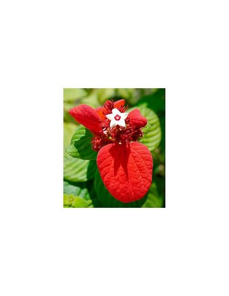 Mussaenda (Mussaenda Erytrophylla) roja-1 Planta en Venta en Mexico - Vivero por internet