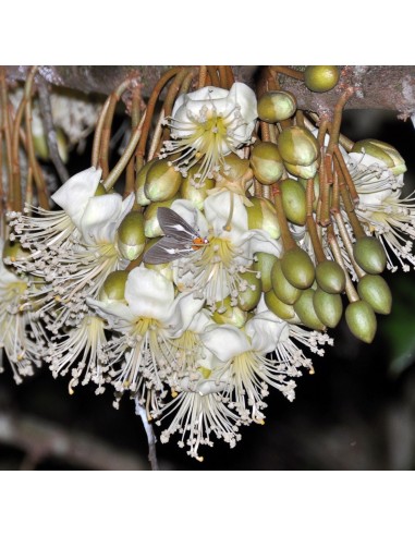 1 Arbolito de Durian (Durio zibethinus) La fruta mas rara de Mundo Siembrala ya!