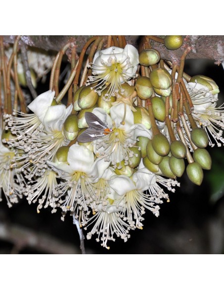 1 Durian live plant - Durio zibethinus Fruit lovers online sales 1 Durian live plant - Durio zibethinus Fruit lovers online sales