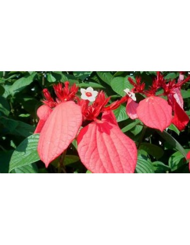 Mussaenda (Mussaenda Erytrophylla) roja-1...