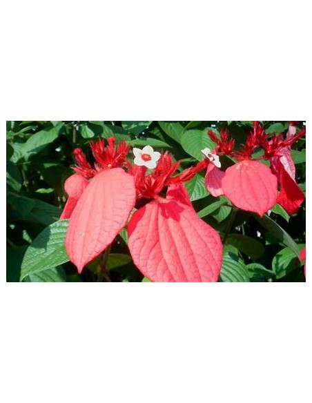 Mussaenda (Mussaenda Erytrophylla) red-1 Plant for Sale in Mexico - Nursery online