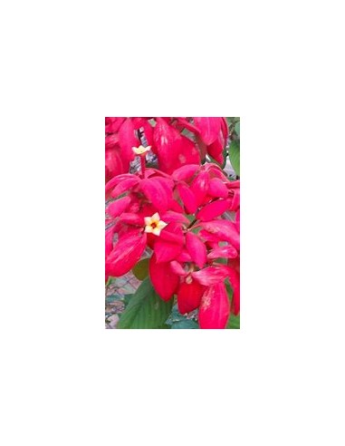 Mussaenda (Mussaenda Erytrophylla) roja-1...