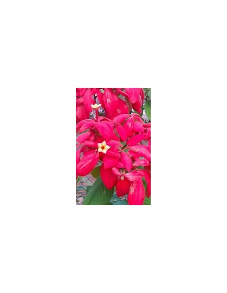 Mussaenda (Mussaenda Erytrophylla) roja-1 Planta en Venta en Mexico - Vivero por internet