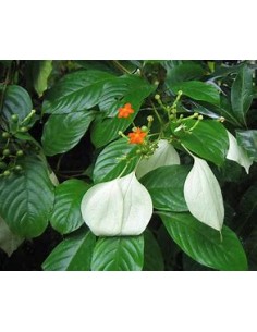 Flor de Trapo (Mussaenda...