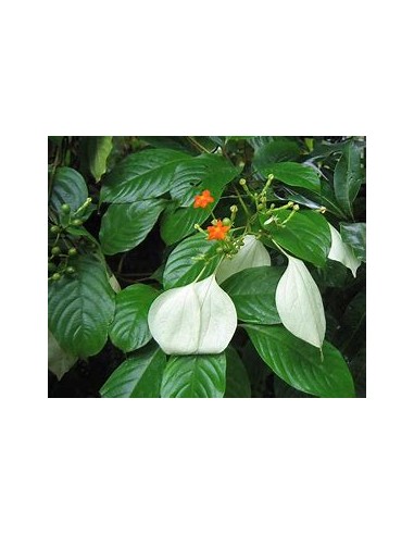 Flor de Trapo (Mussaenda frondosa)-1 Plant for Sale in Mexico - Vivero por internet