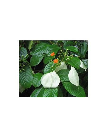 Flor de Trapo (Mussaenda frondosa)-1 Plant for Sale in Mexico - Vivero por internet