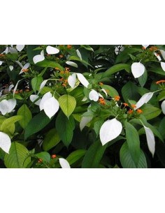 Flor de Trapo (Mussaenda... 2