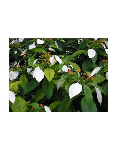 Flor de Trapo (Mussaenda frondosa)-1 Planta en...