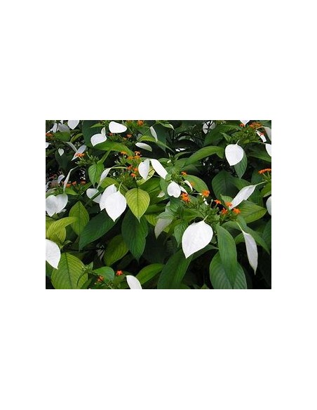 Flor de Trapo (Mussaenda frondosa)-1 Planta en Venta en Mexico - Vivero por internet