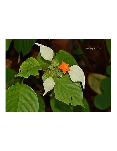 Flor de Trapo (Mussaenda frondosa)-1 Plant for...