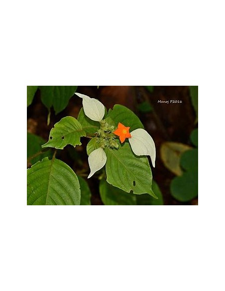 Flor de Trapo (Mussaenda frondosa)-1 Plant for Sale in Mexico - Vivero por internet