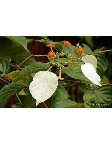 Flor de Trapo (Mussaenda frondosa)-1 Planta en...