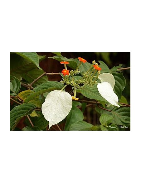 Flor de Trapo (Mussaenda frondosa)-1 Plant for Sale in Mexico - Vivero por internet