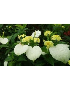 Pseudo Mussaenda Flava...