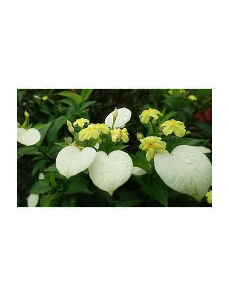 Pseudo Mussaenda Flava (Pseudo Mussaenda Flava)-1 Planta en Venta en Mexico - Vivero por internet