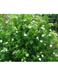 Pseudo Mussaenda Flava... 2