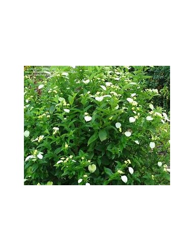 Pseudo Mussaenda Flava (Pseudo Mussaenda...