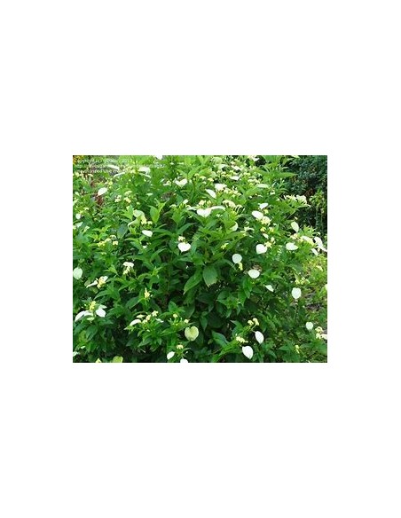 Pseudo Mussaenda Flava (Pseudo Mussaenda Flava)-1 Plant for Sale in Mexico - Nursery online