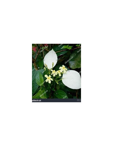 Pseudo Mussaenda Flava (Pseudo Mussaenda Flava)-1 Plant for Sale in Mexico - Nursery online
