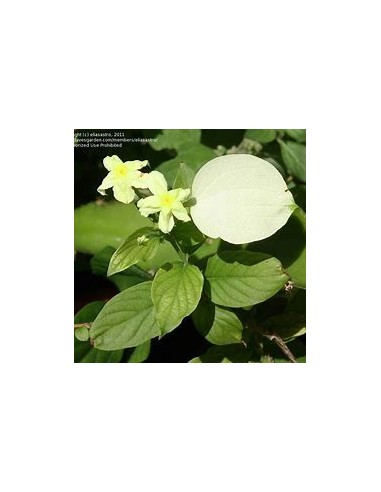 Pseudo Mussaenda Flava (Pseudo Mussaenda...