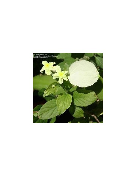 Pseudo Mussaenda Flava (Pseudo Mussaenda Flava)-1 Planta en Venta en Mexico - Vivero por internet