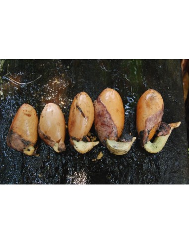 1 Arbolito de Durian (Durio zibethinus) La fruta mas rara de Mundo Siembrala ya!