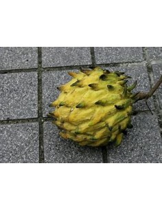 El anón amazónico (Rollinia...