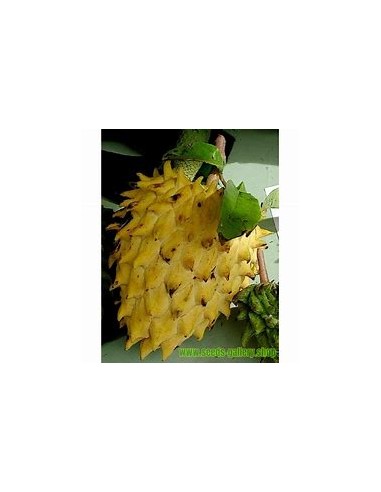 The Amazonian anon (Rollinia jimenezii)-1 Plant...