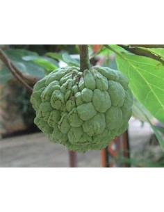 Chirimoya (Annona...