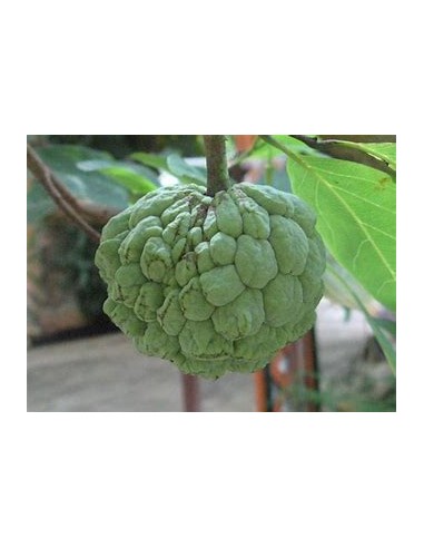 Custard Apple (Annona squamosa)- 1 Plant for Sale in Mexico - Online Nursery