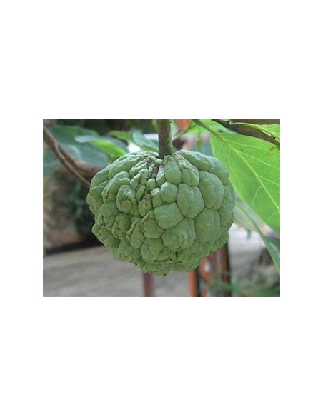 Chirimoya (Annona squamosa)- 1 Planta en Venta en Mexico - Vivero por internet