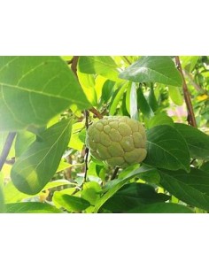 Custard Apple (Annona... 2