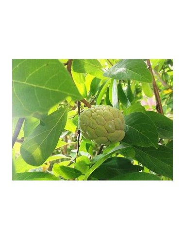 Custard Apple (Annona squamosa)- 1 Plant for...