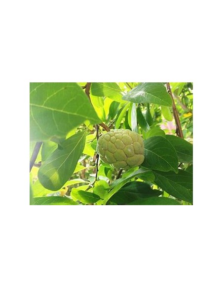Custard Apple (Annona squamosa)- 1 Plant for Sale in Mexico - Online Nursery