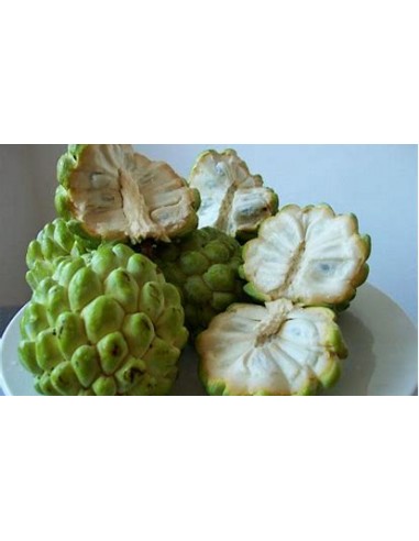 Chirimoya (Annona squamosa)- 1 Planta en Venta...