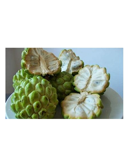 Custard Apple (Annona squamosa)- 1 Plant for Sale in Mexico - Online Nursery