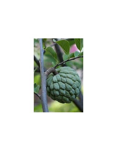 Chirimoya (Annona squamosa)- 1 Planta en Venta...